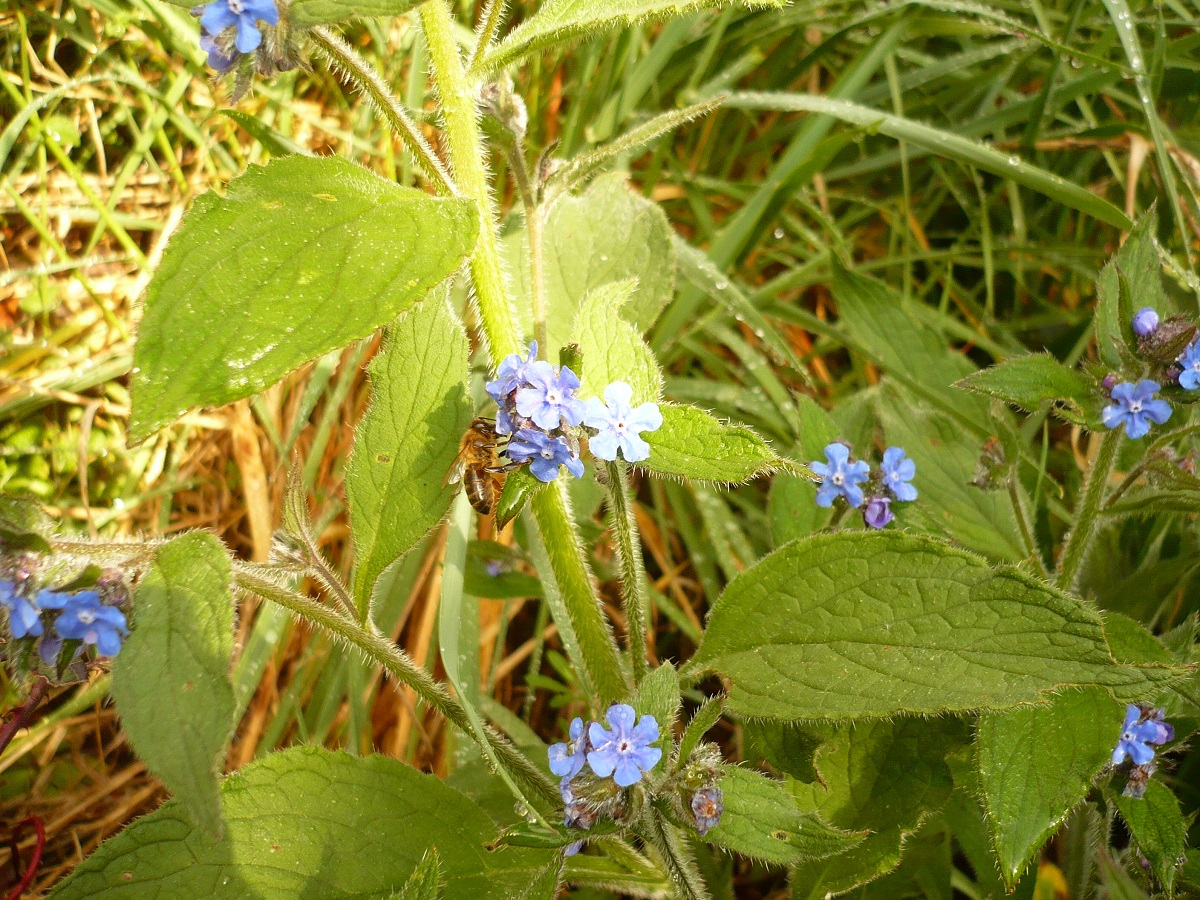 Pentaglottis sempervirens (Boraginaceae)